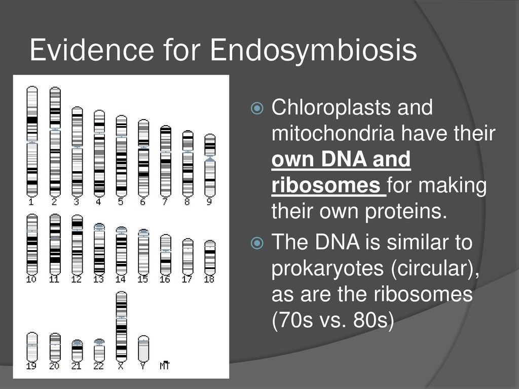 Evidence for Endosymbiosis