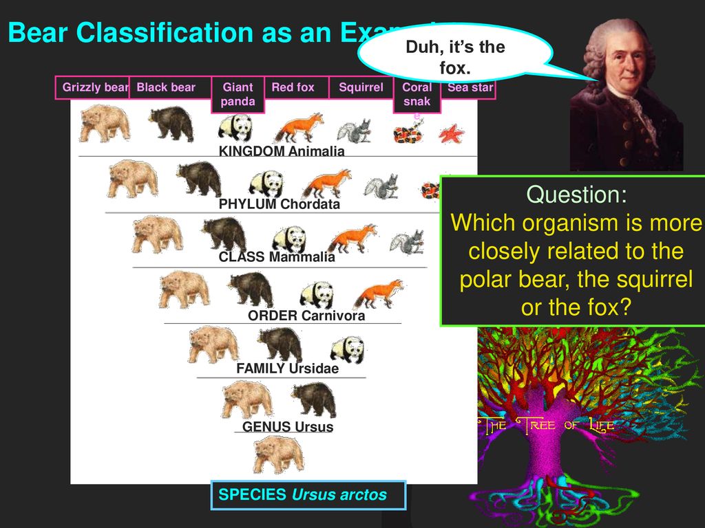 Scientific Names What are the reoccurring words? - ppt download