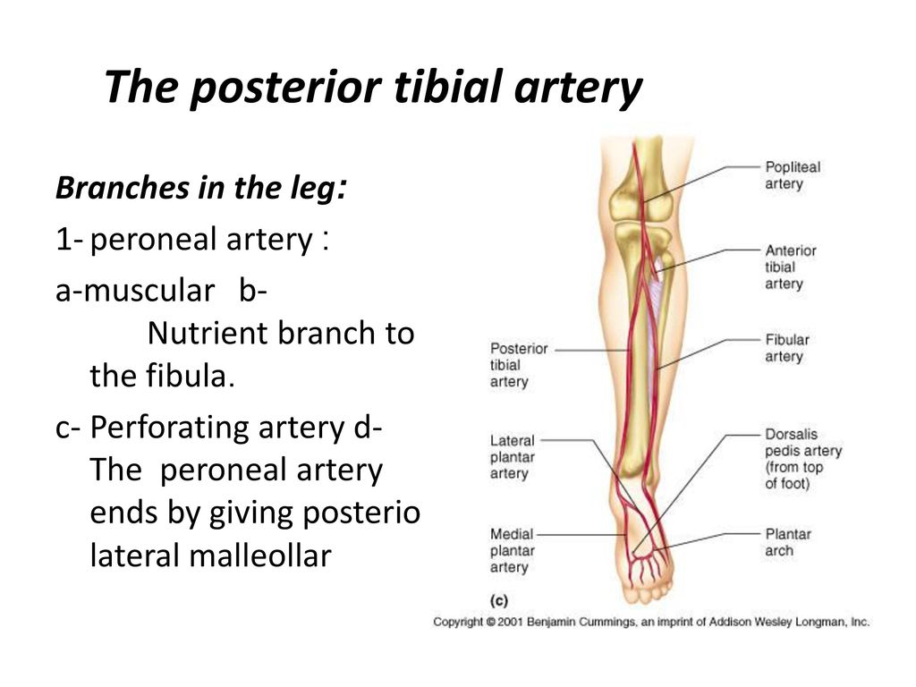 Front of the leg and dorsum of the foot - ppt download