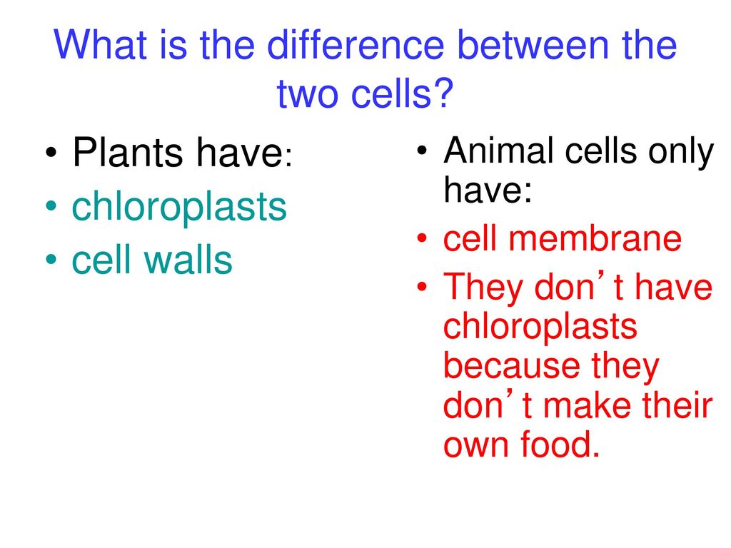 Animal Cells Don't Have Chloroplasts / Animal Vs Plant Cell Differences Similarities Expii - Maybe you would like to learn more about one of these?
