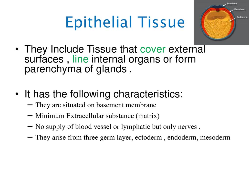 Epithelial Tissue They Include Tissue that cover external surfaces , line internal organs or form parenchyma of glands .