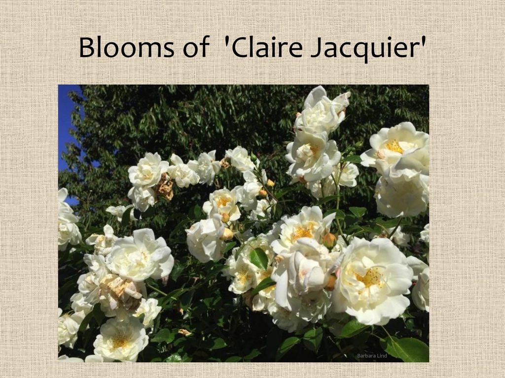 The Up's and Down's of Climbing Roses - ppt download