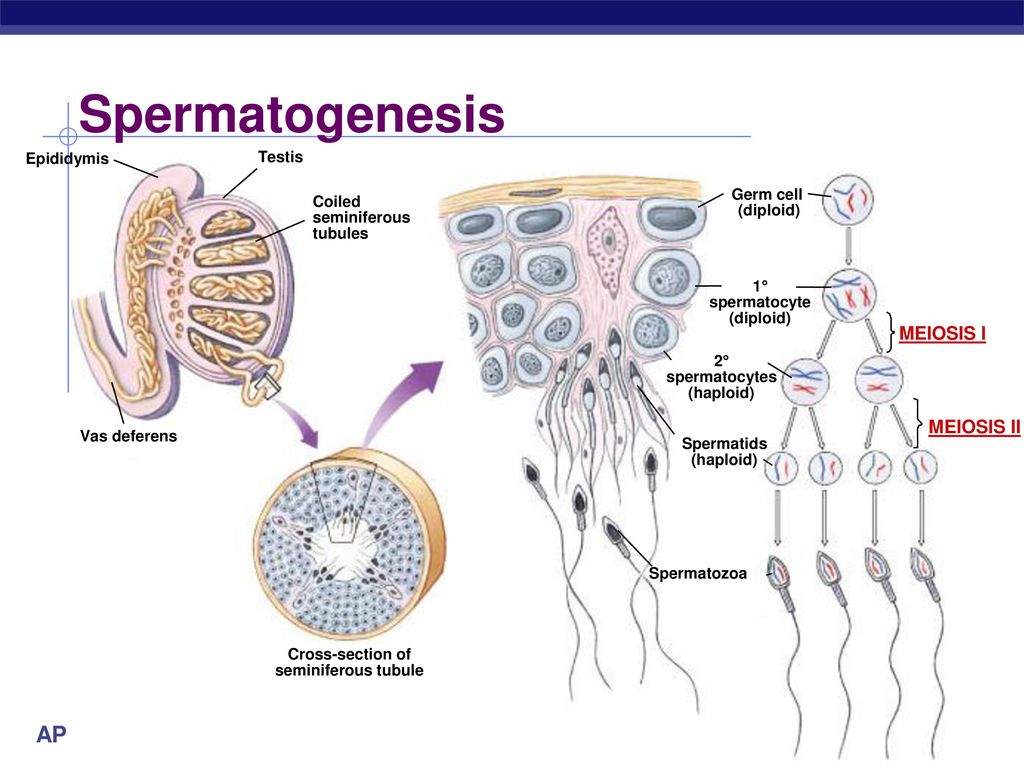 Animal Reproduction ppt download