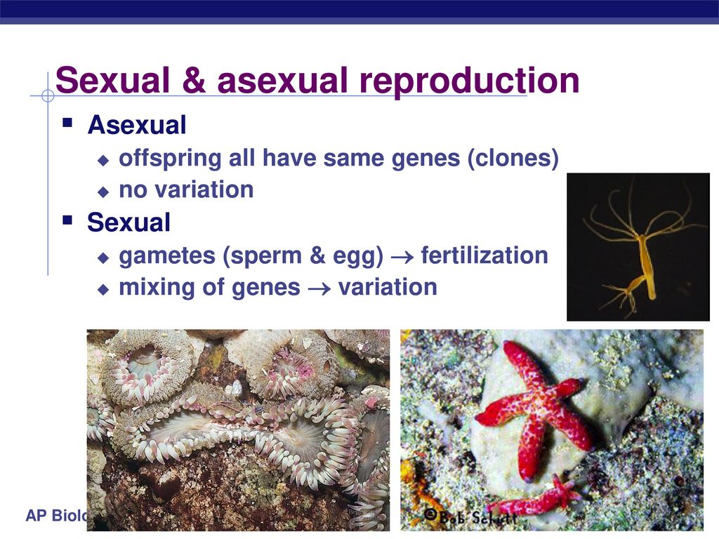 Animal Reproduction ppt download