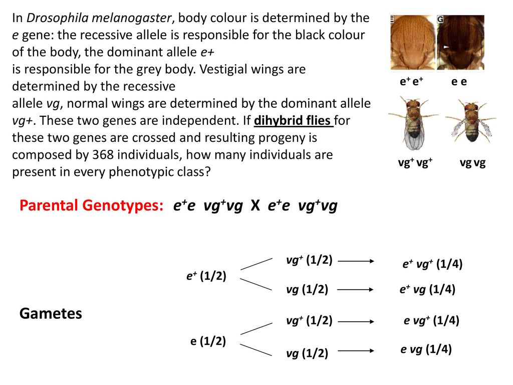 Inheritance Of Two Or More Independent Genes Ppt Download