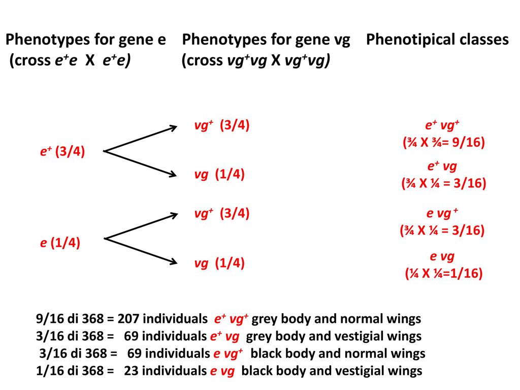 Inheritance Of Two Or More Independent Genes Ppt Download