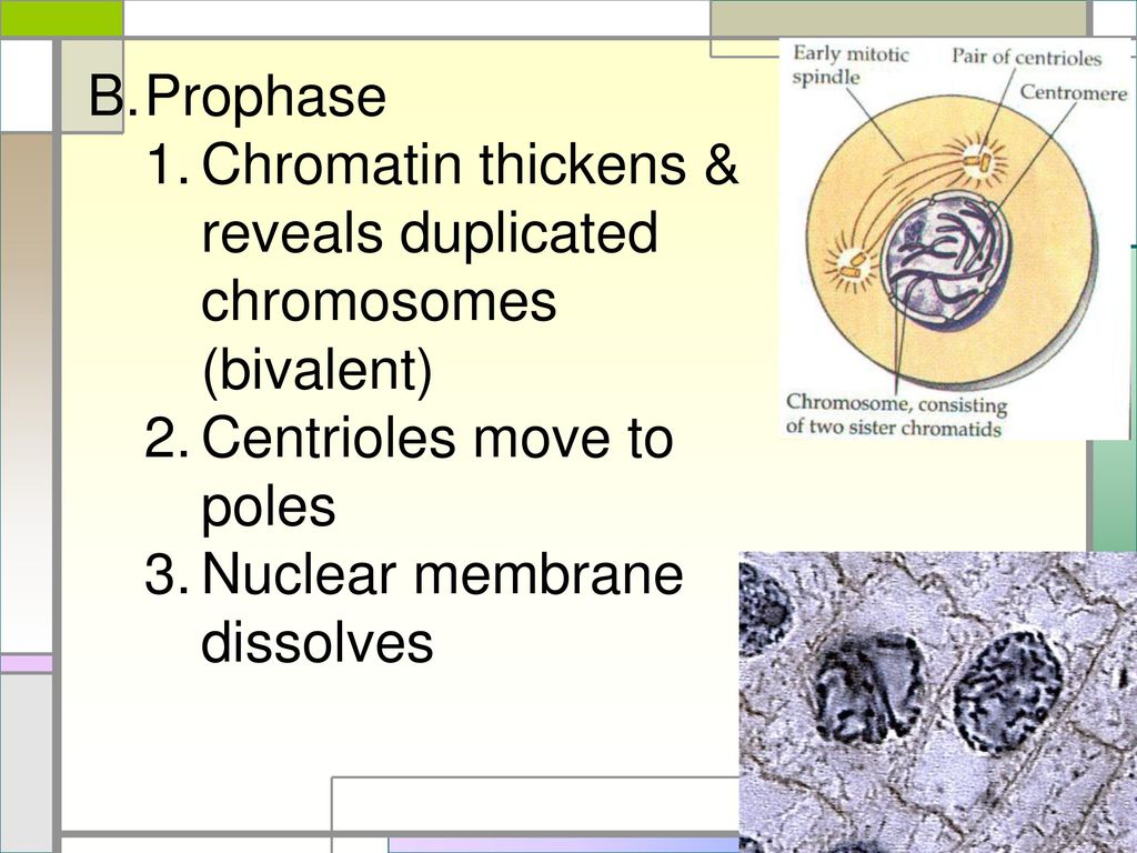 CELL DIVISION mitosis & meiosis. Biology Diagrams