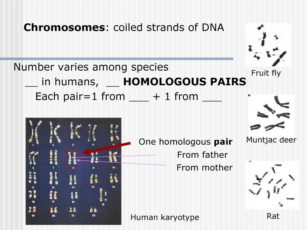 dna is two coiled strands known as a