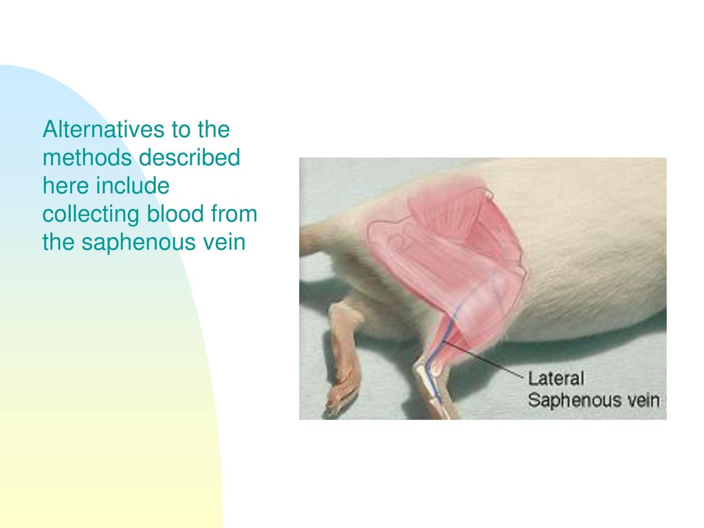 saphenous vein mouse