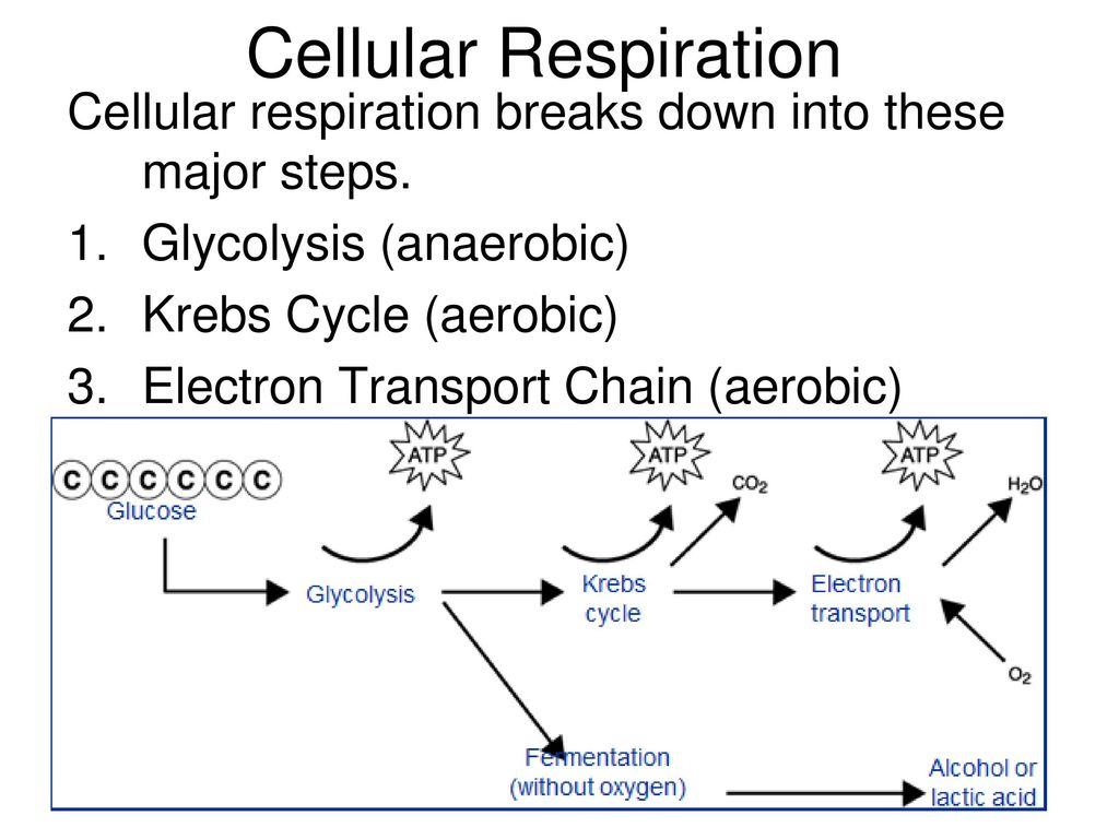simple cellular respiration equation