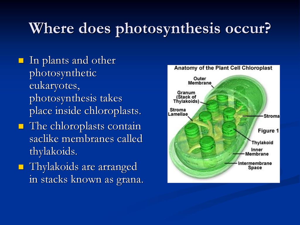 Photosynthesis and cellular respiration ppt download
