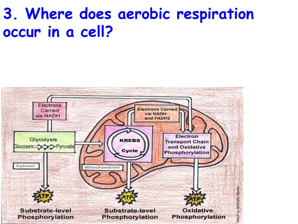 Topic Cell Processes Aim Explain The Two Types Of Respiration Ppt Download