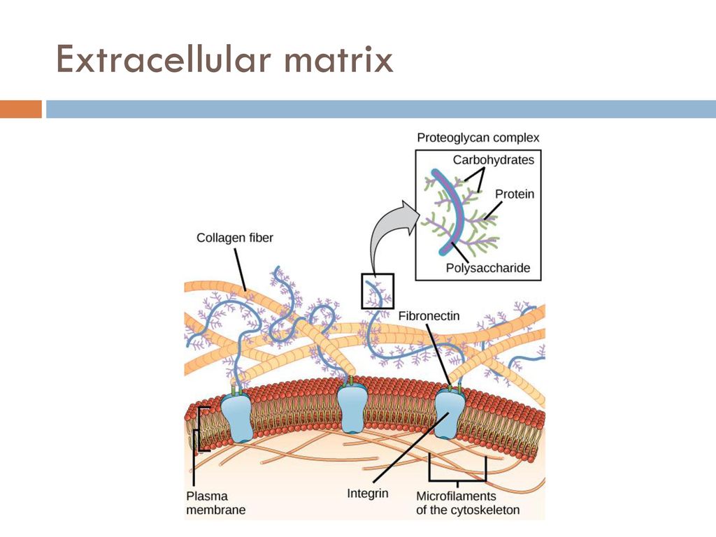 Extracellular Matrix Biochemistry Medbullets Step 1