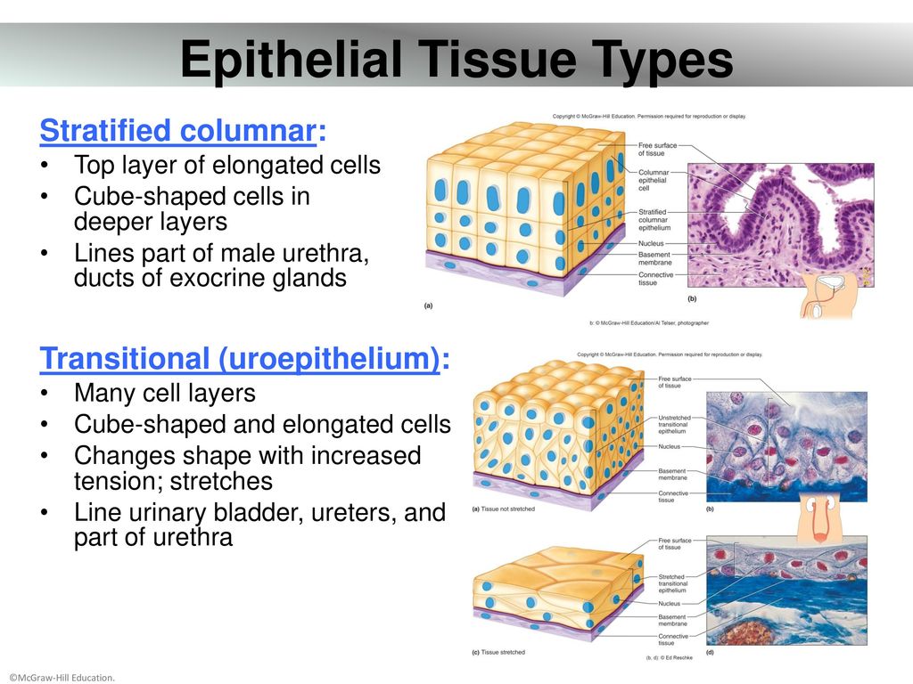 Chapter 05 Lecture Outline - ppt download