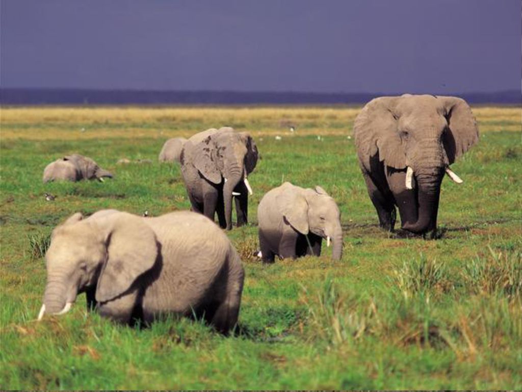 GRASSLANDS By: Stuart Smith, Veronica Estrada, - ppt download