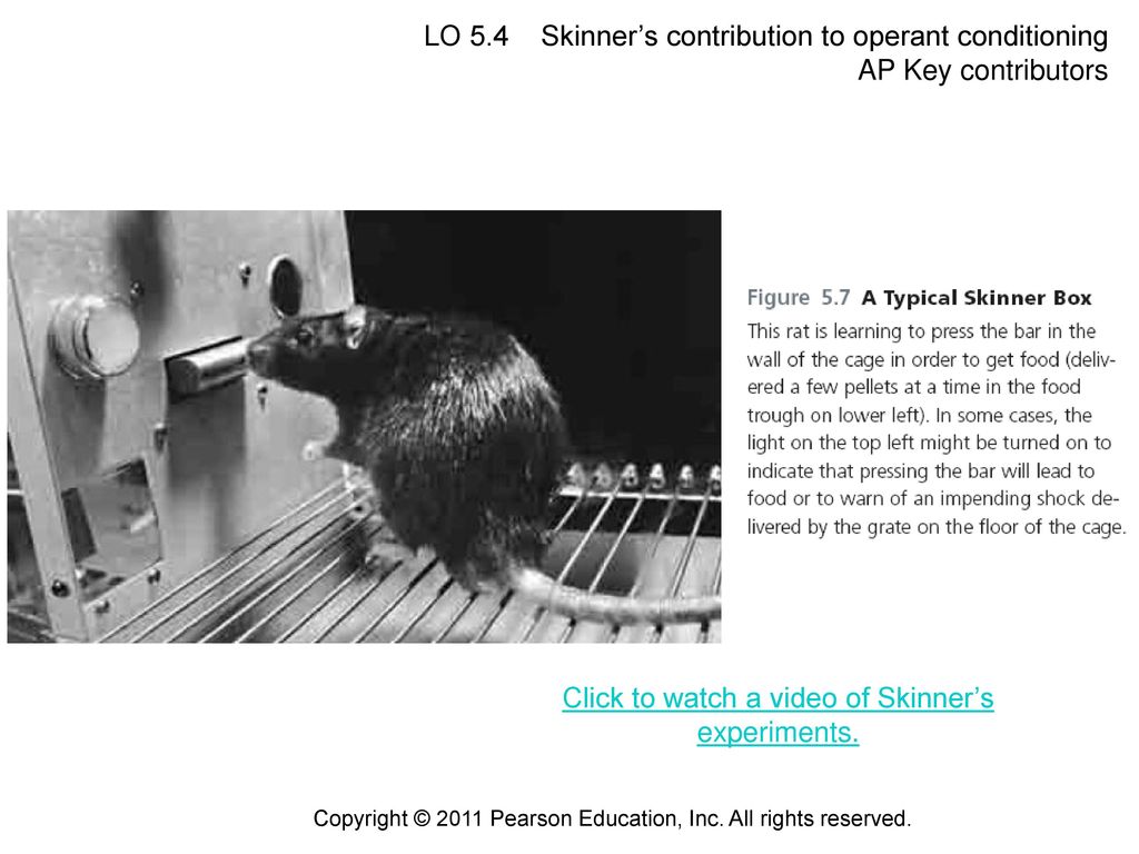 Click to watch a video of Skinner’s experiments.