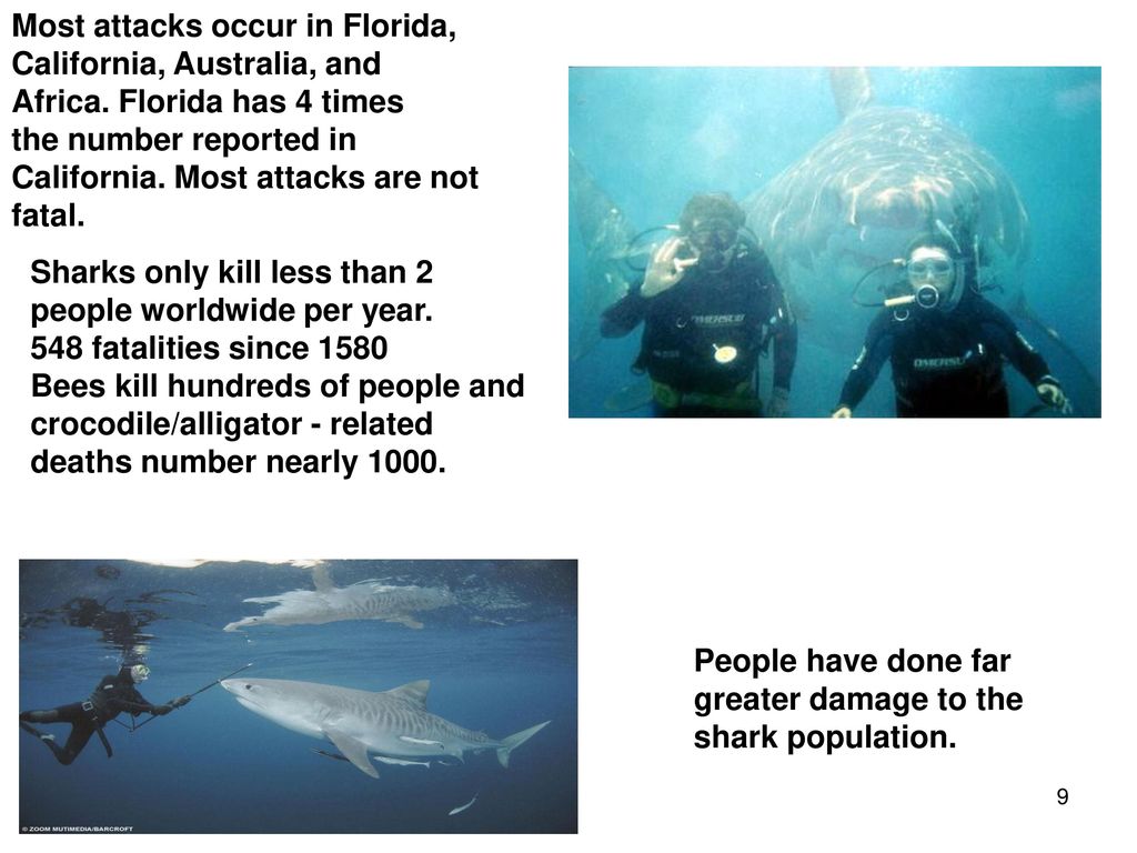 Class: Chondrichthyes - Sharks and Rays - ppt download