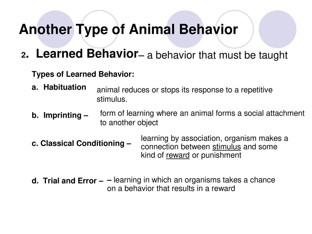 Animal Behavior Behavior INNATE LEARNED SOCIAL - ppt download