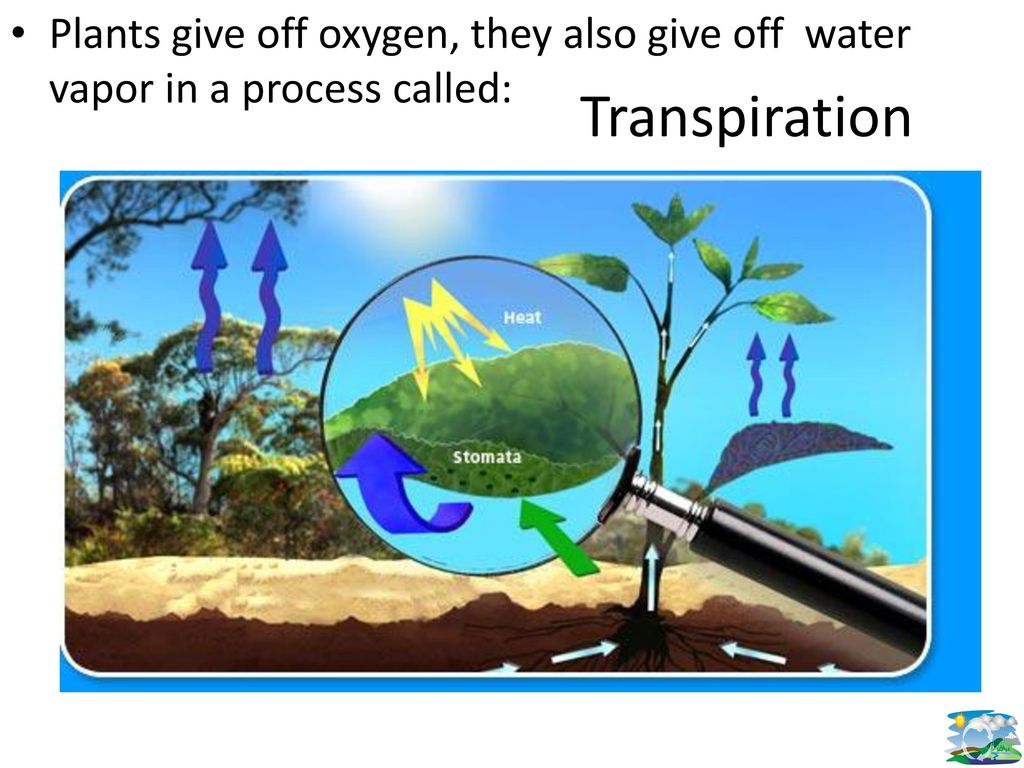 Plants give off oxygen, they also give off water vapor in a process called: