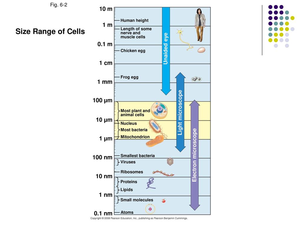 Chapter 4 A Tour Of The Cell Ppt Download Chapter 4 A Tour Of The Cell Ppt Download