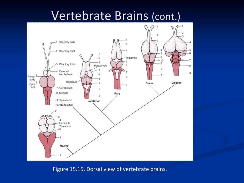 Vertebrate Brains (cont.)