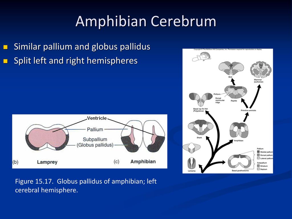 Amphibian Cerebrum Similar pallium and globus pallidus
