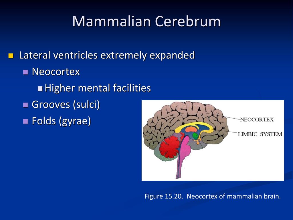 Mammalian Cerebrum Lateral ventricles extremely expanded Neocortex