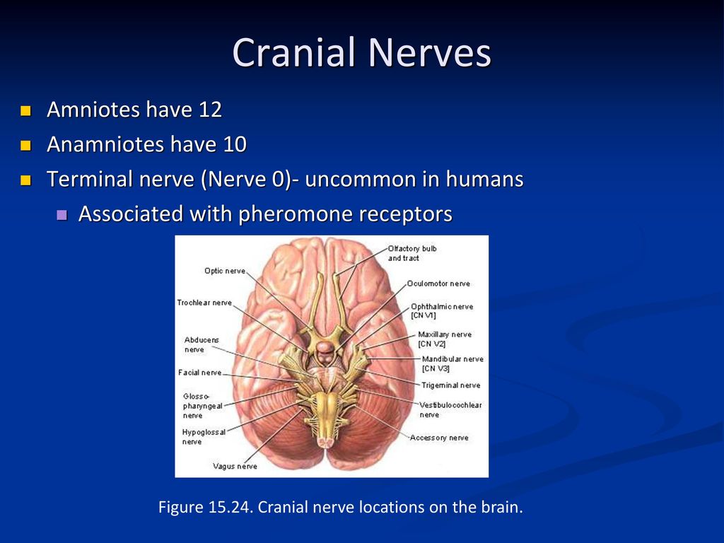 Cranial Nerves Amniotes have 12 Anamniotes have 10