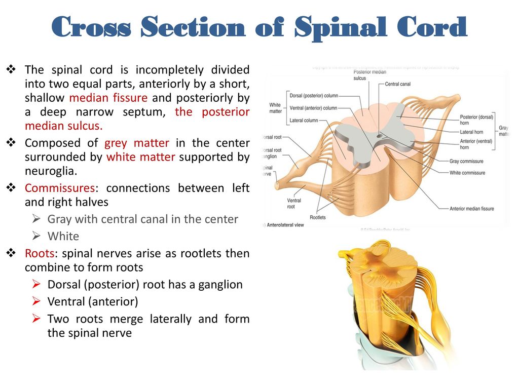 Тест по теме мозг 8 класс. Dorsal Horn of the Spinal Cord. Spinal Cord Anatomy. Anterolateral sulcus of Spinal Cord. Central canal of Spinal Cord.