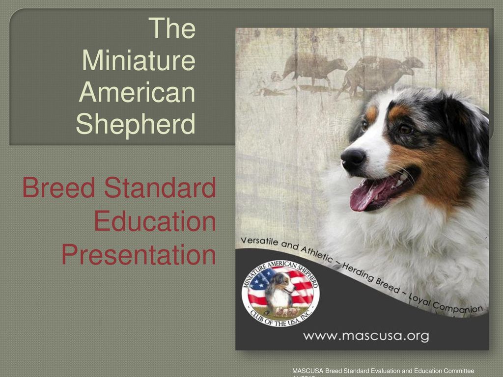 Breed Standard Education Presentation