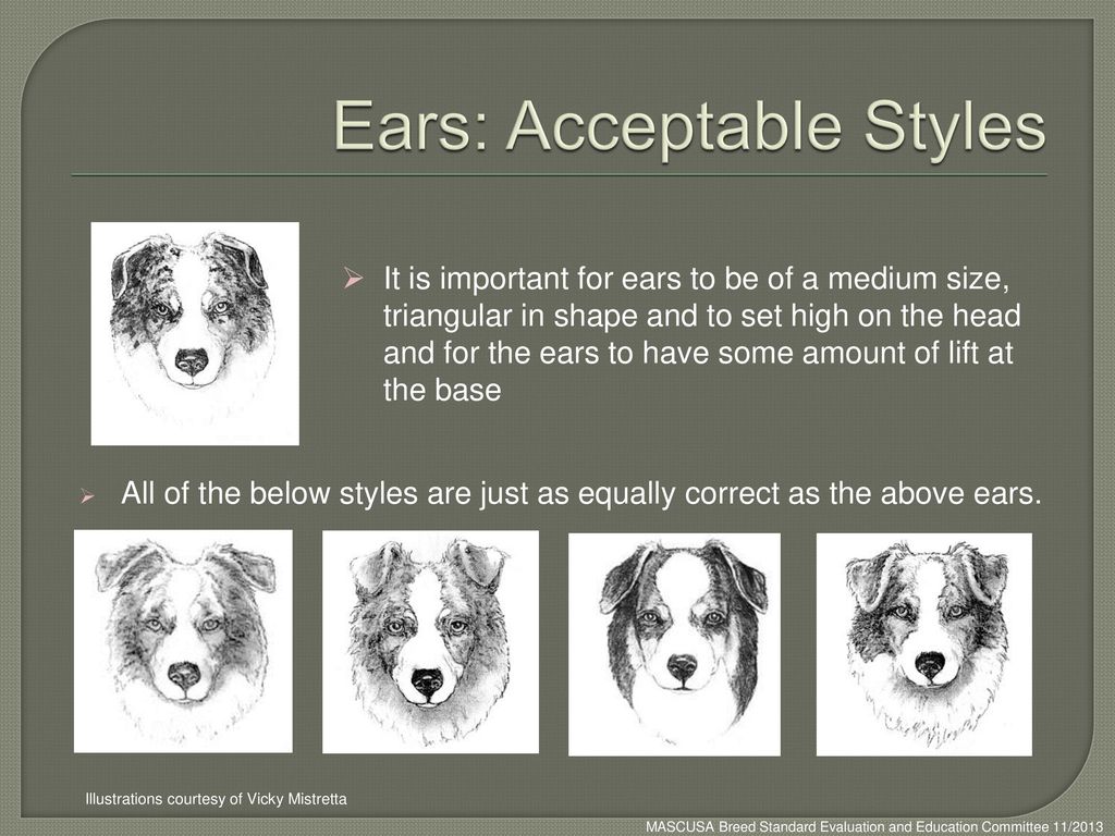 Ears: Acceptable Styles