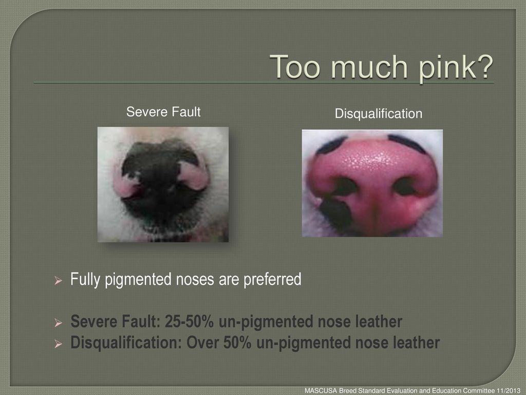 Too much pink Fully pigmented noses are preferred
