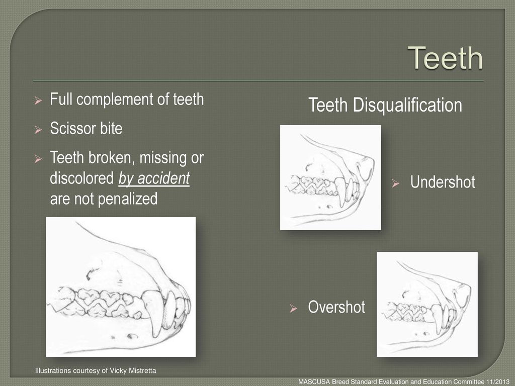 Teeth Teeth Disqualification Full complement of teeth Scissor bite