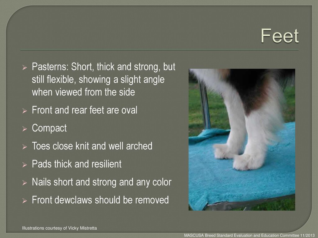 Feet Pasterns: Short, thick and strong, but still flexible, showing a slight angle when viewed from the side.