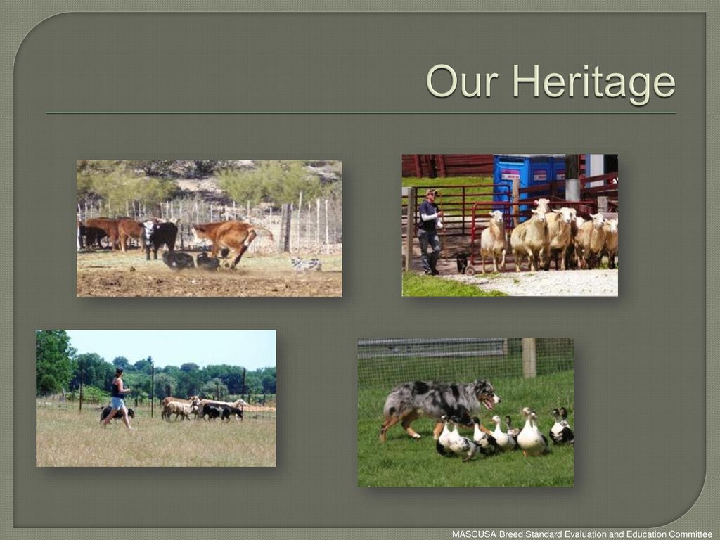 Our Heritage MASCUSA Breed Standard Evaluation and Education Committee 11/2013
