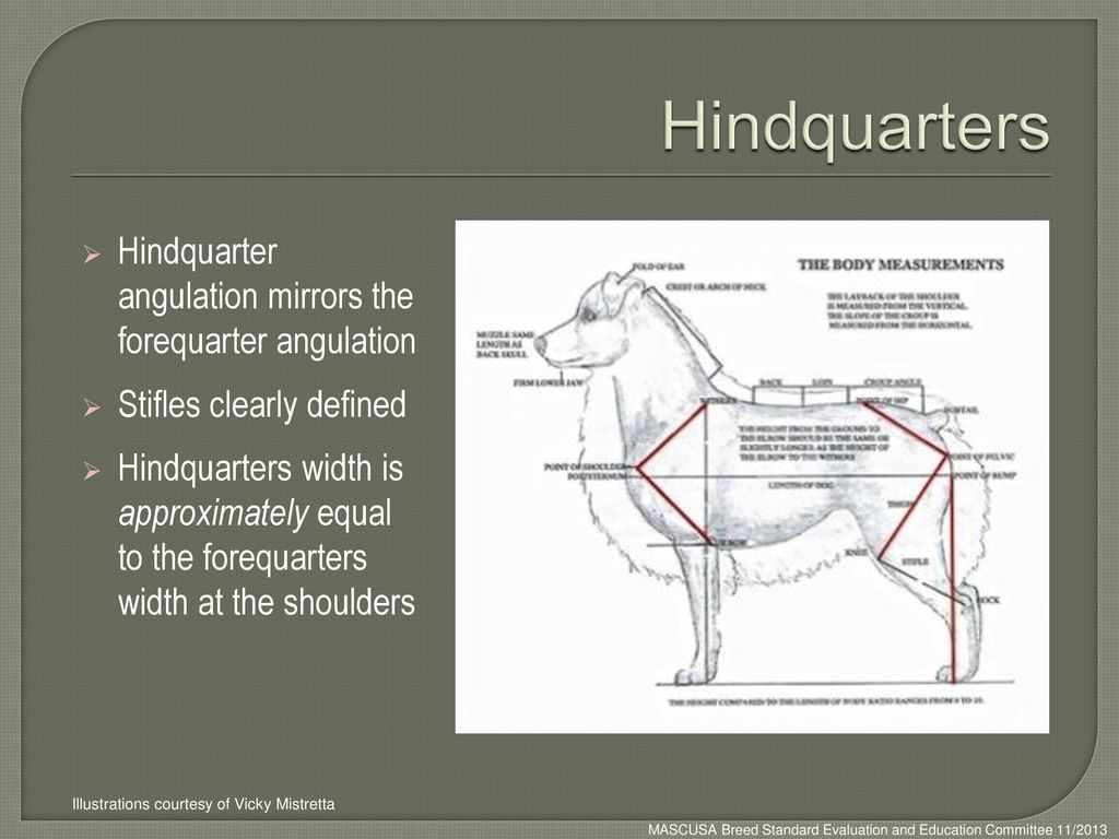 Hindquarters Hindquarter angulation mirrors the forequarter angulation