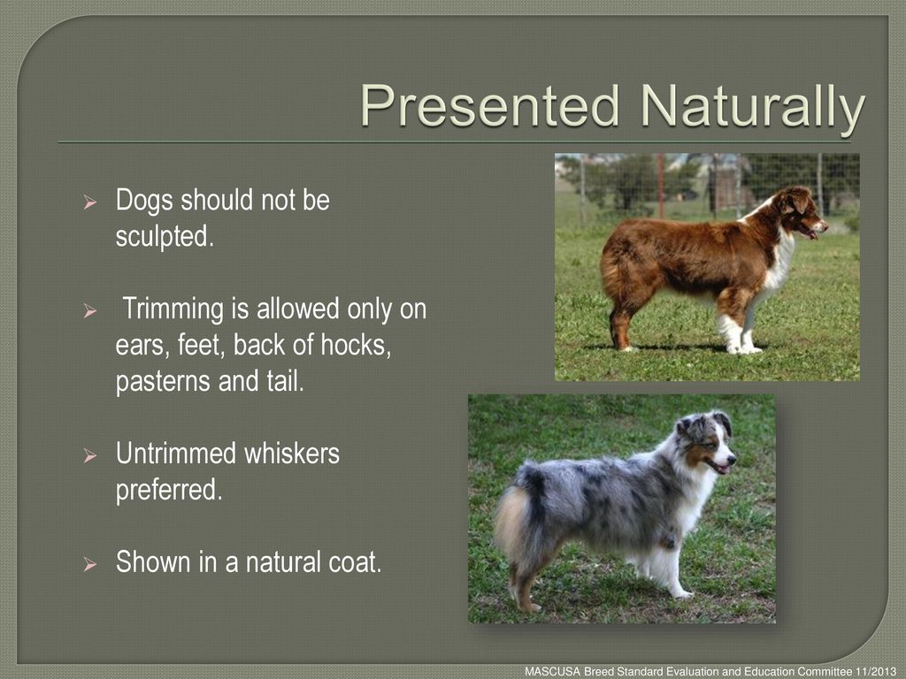 Presented Naturally Dogs should not be sculpted.
