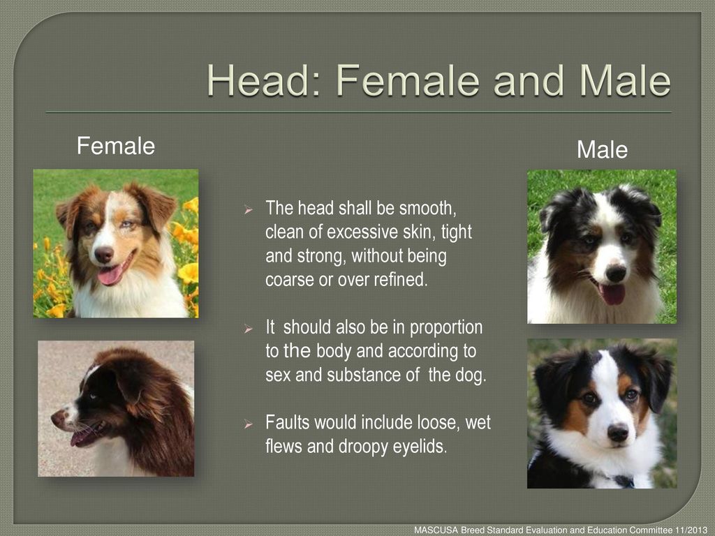 Head: Female and Male Female Male