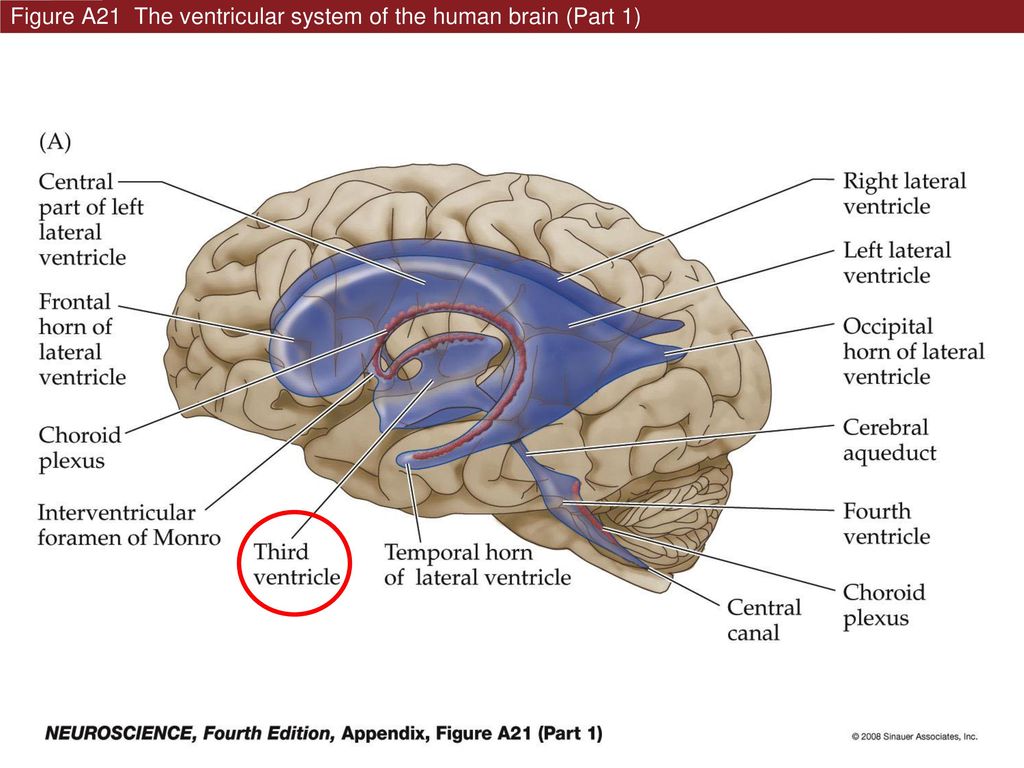 Anatomy of the Diencephalon N. Zecevic, March 4, ppt download Biology Diagrams