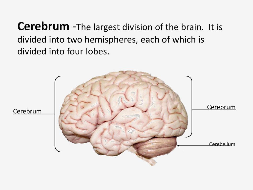 Brain 89. Cerebral Cortex. Cerebrum головной мозг. Large Hemispheres of the Brain. Layers of the cerebral Hemispheres Cortex.