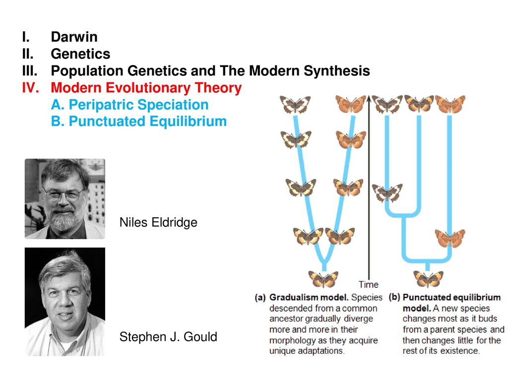 Darwin Genetics Population Genetics and The Modern Synthesis - ppt download