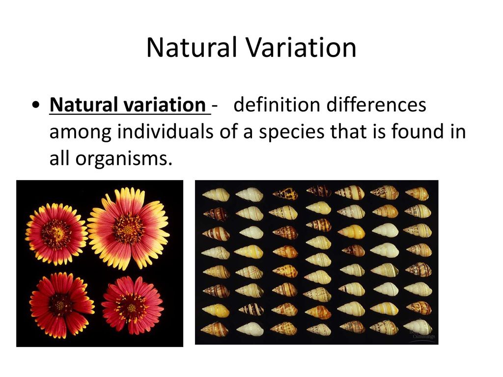 Variation Biology Definition