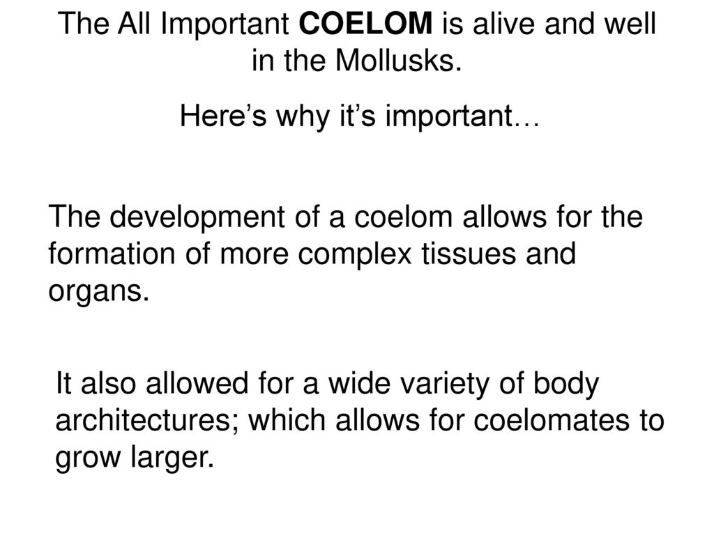 The All Important COELOM is alive and well in the Mollusks.