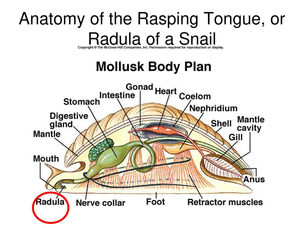Anatomy of the Rasping Tongue, or Radula of a Snail