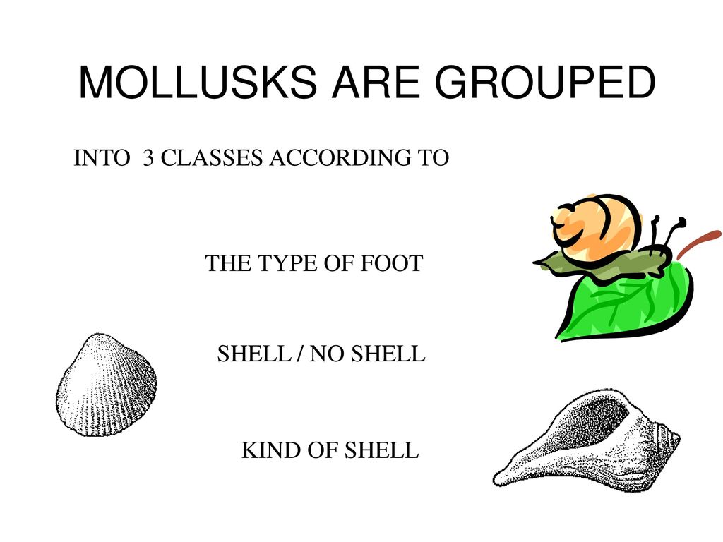 MOLLUSKS ARE GROUPED INTO 3 CLASSES ACCORDING TO THE TYPE OF FOOT