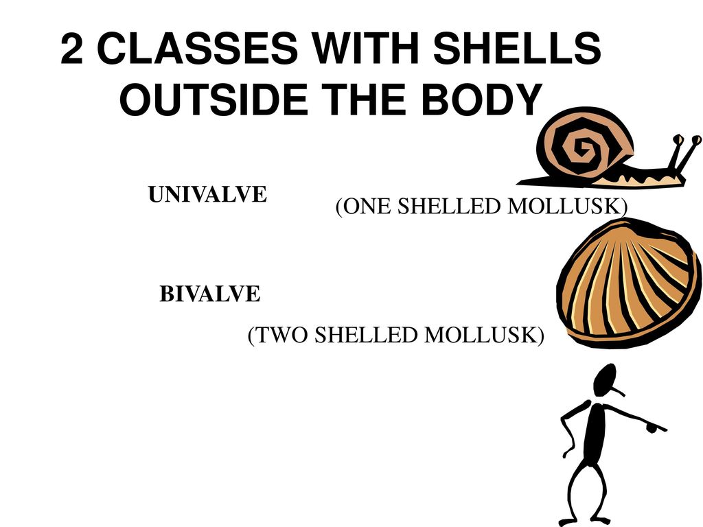 2 CLASSES WITH SHELLS OUTSIDE THE BODY