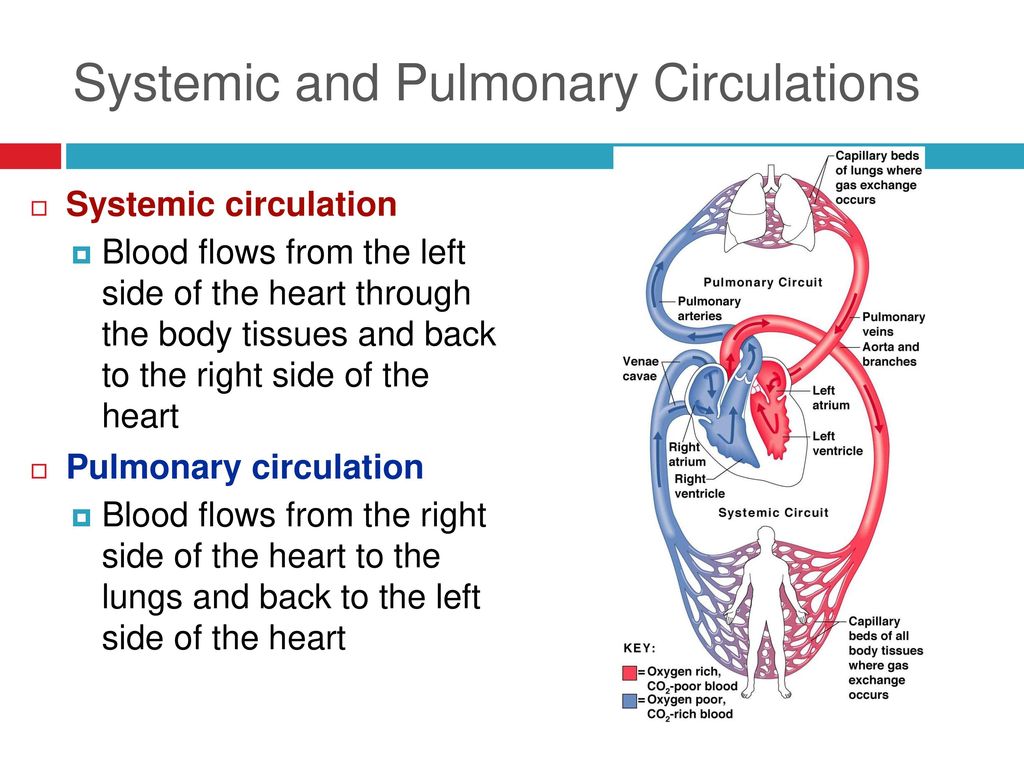 Cardiovascular System-General - ppt download