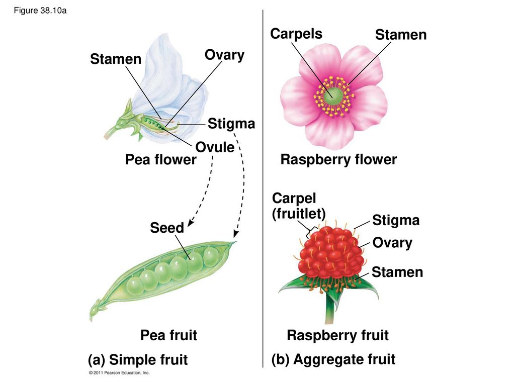 Stigma перевод. Stigma Flower. Carpel. Raspberry Flower. Stigma stamen.