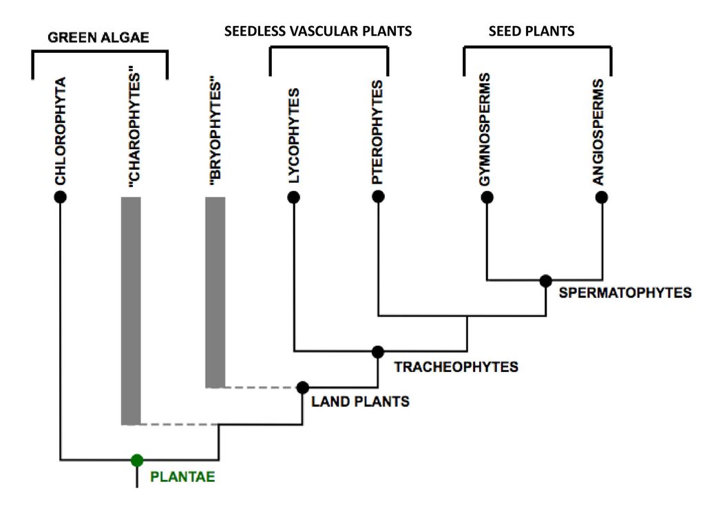 SEEDLESS VASCULAR PLANTS - ppt download