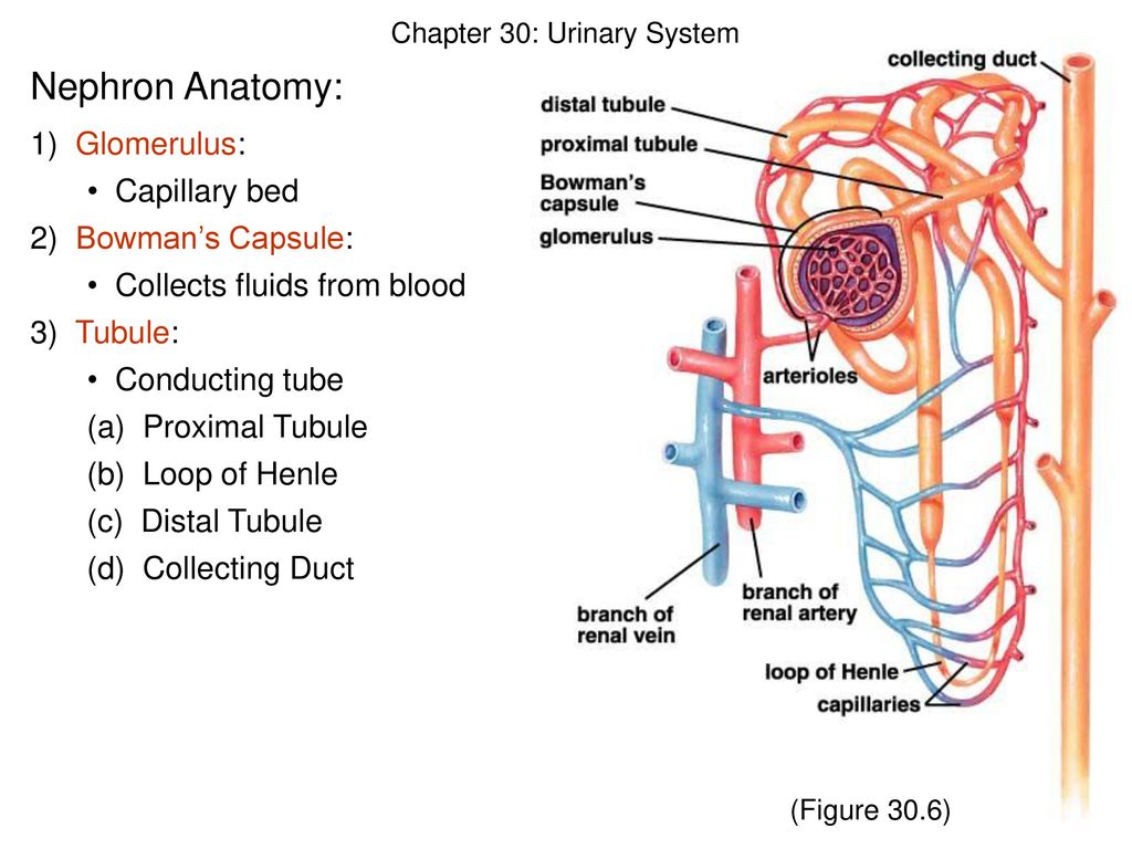 Chapter 30: Urinary System Urinary System: (‘Excretory System’) - ppt ...